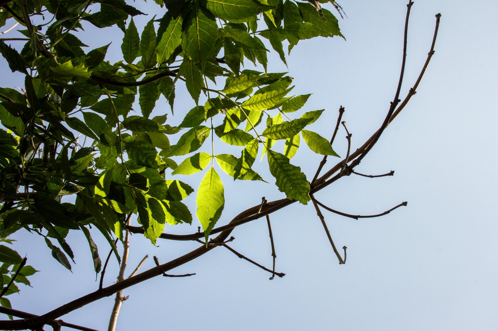 Frêne : comment reconnaître l'arbre et ses usages